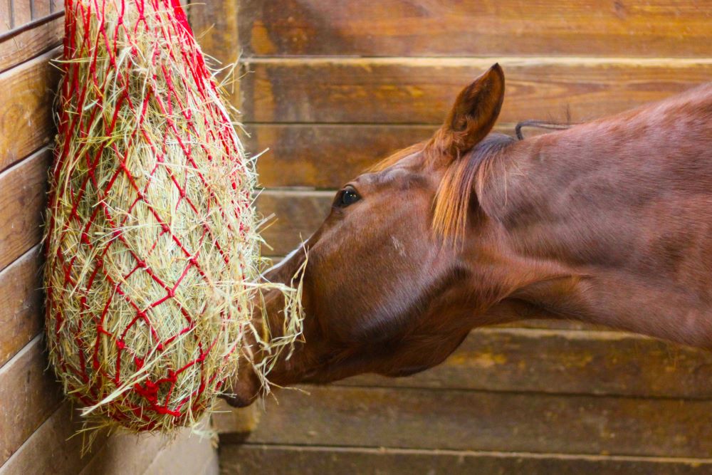 How to feed in sympathy with the horse’s digestive system?