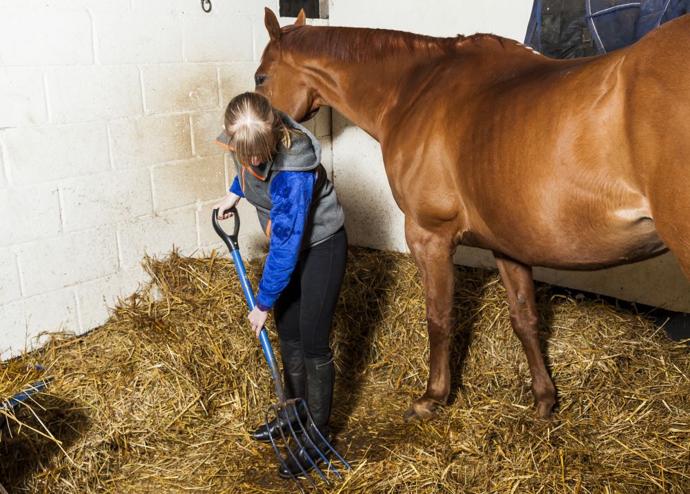 How-to-Muck-Out-a-Horse-Stable-Tips-and-Tricks-for-a-Spotless-Horse-Stable Chestnut Mill