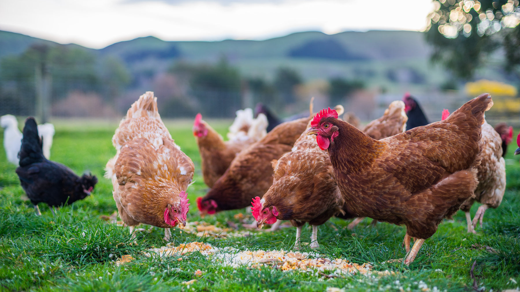 A-Guide-to-Chicken-Feed Chestnut Mill