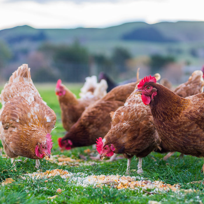 A-Guide-to-Chicken-Feed Chestnut Mill