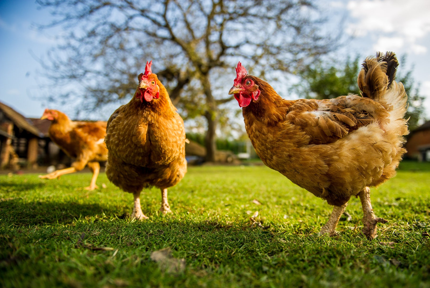 Caring-for-your-Chickens-during-Moulting-Season Chestnut Mill