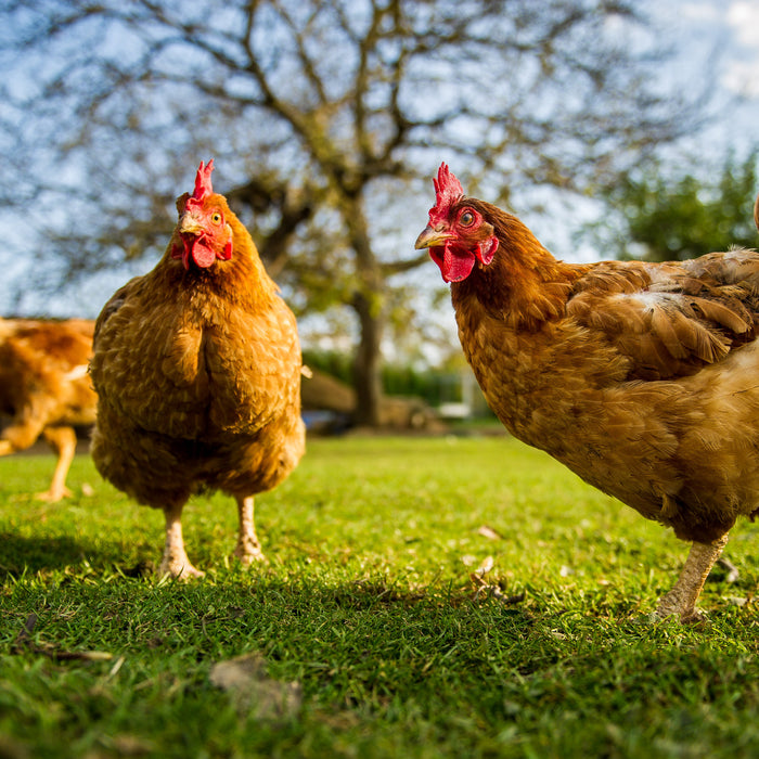 Caring-for-your-Chickens-during-Moulting-Season Chestnut Mill