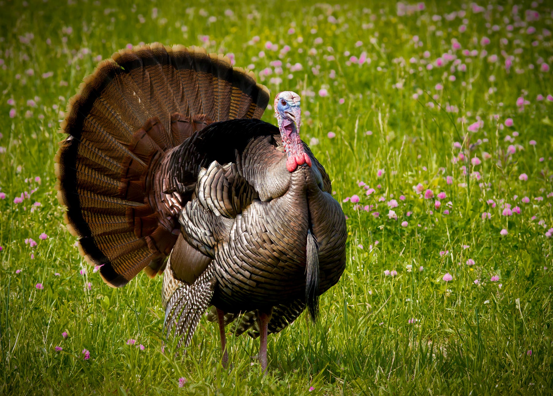 A-Guide-to-Turkey-Feed Chestnut Mill