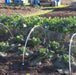 Aluminium Small Hoop Tunnel Kit  - 60cm Tall x 1.15m Wide - Various Lengths and Netting - Chestnut Mill