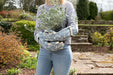 Beatrix Potter Adult Gauntlets - SPECIAL OFFER - 15% OFF - Chestnut Mill