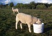 Dallas Keith Sheep Molamin Bucket - 20 kg - Chestnut Mill