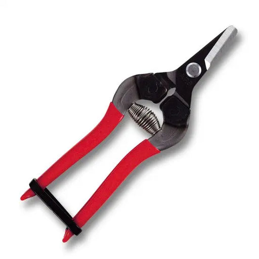 FRUIT PICKING SHEARS -  SHORT STRAIGHT BLADES - BLACK FINISH -  160mm -  RED GRIP - Chestnut Mill