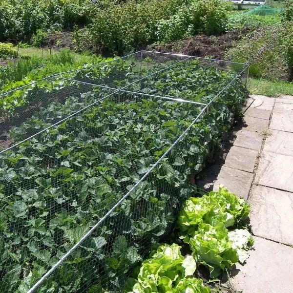 Fruit & Veg Cage - 500mm Erected Height x 1.5m Width - Black Soft Butterfly Netting - Various Lengths - Chestnut Mill