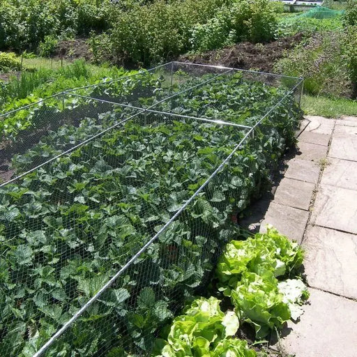 Fruit & Veg Cage - 500mm Erected Height x 1.5m Width - Veggiemesh Insect Netting - Various Lengths - Chestnut Mill