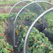 High Top Hoop - Small Tunnel & Netting Kit - 66cm Tall x 80cm Wide - Various Lengths and Netting - Chestnut Mill