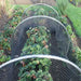 High Top Hoop - Small Tunnel & Netting Kit - 66cm Tall x 80cm Wide - Various Lengths and Netting - Chestnut Mill