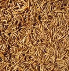 Hutton Mill Mealworms - Various Sizes - Chestnut Mill