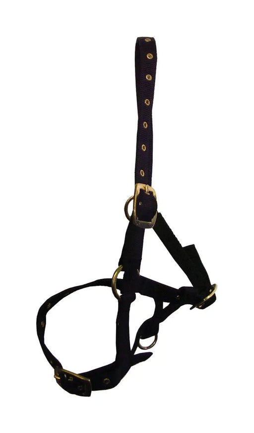 Hy Foal Head Collar Navy - Chestnut Mill