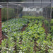 Large Vegetable Cage Height 1.9m - Black Soft Butterfly Netting - Various Sizes - Chestnut Mill