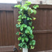 Long Hanging Planters 2pk - Chestnut Mill