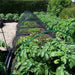 PVC Green Hoop Tunnel & Netting Kit - 1.8m Long Poles - Various Lengths and Netting - Chestnut Mill