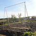 Pea and Bean Frame - 1.8m Height x 2m Long - Chestnut Mill