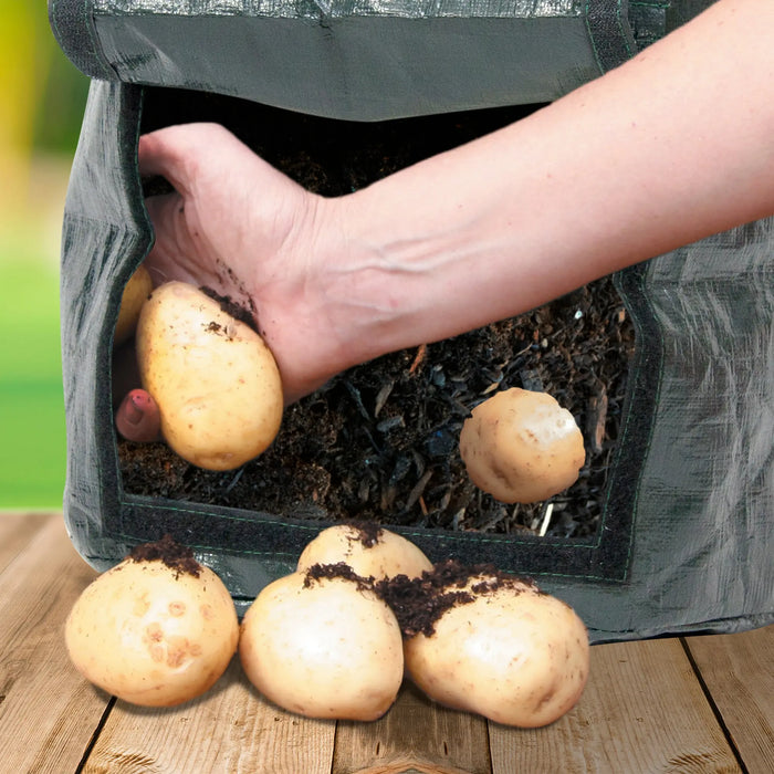 Potato Planter - Chestnut Mill