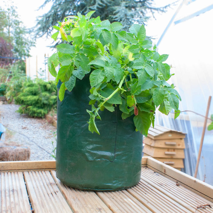 Potato Planter - Chestnut Mill