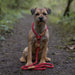 Ruff & Tumble Dog Clip Lead - Various Colours - SUMMER SPECIAL OFFER - UPTO 21% OFF - Chestnut Mill