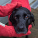 Ruff & Tumble Dog Drying Mitts for Legs & Paws - SUMMER SPECIAL OFFER - 8% OFF - Chestnut Mill