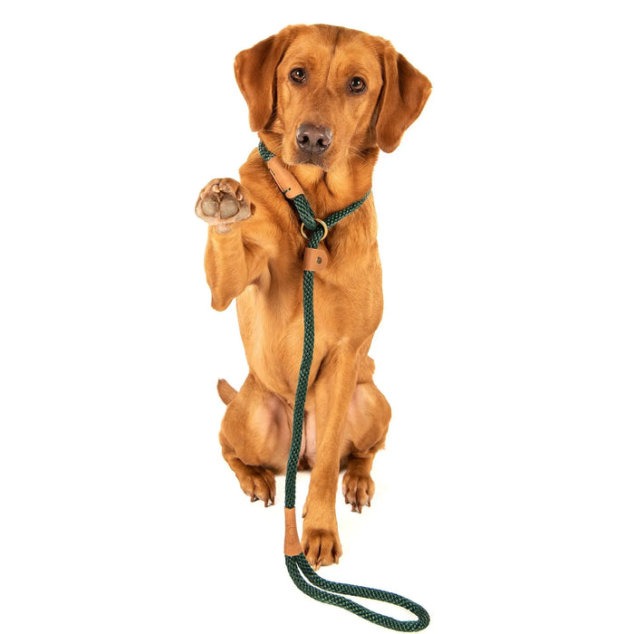 Ruff & Tumble Dog Slip Lead - Various Colours  - SUMMER SPECIAL OFFER - UPTO 21% OFF - Chestnut Mill