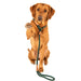 Ruff & Tumble Dog Slip Lead - Various Colours  - SUMMER SPECIAL OFFER - UPTO 21% OFF - Chestnut Mill