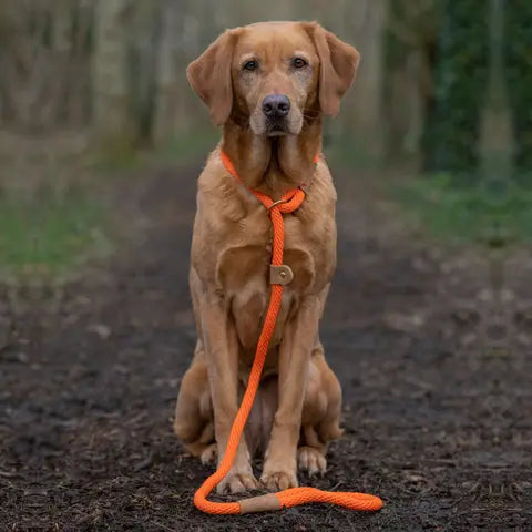 Ruff & Tumble Dog Slip Lead - Various Colours  - SUMMER SPECIAL OFFER - UPTO 21% OFF - Chestnut Mill