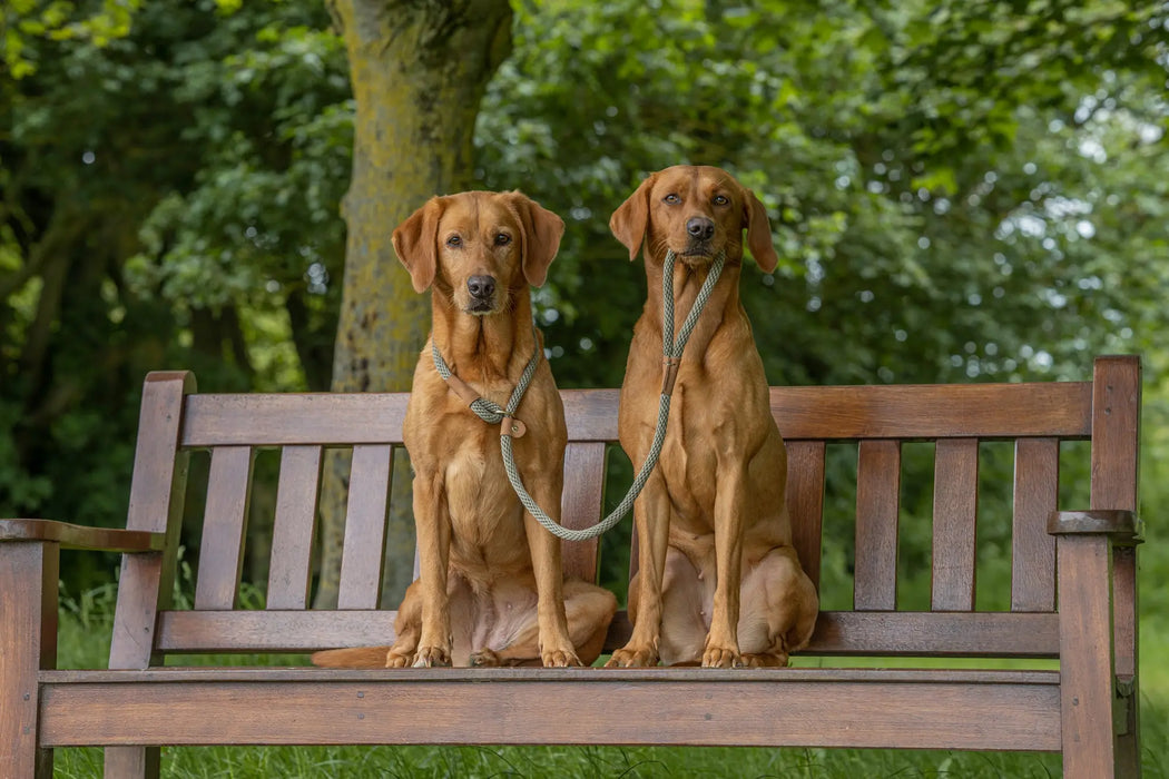 Ruff & Tumble Dog Slip Lead - Various Colours  - SUMMER SPECIAL OFFER - UPTO 21% OFF - Chestnut Mill