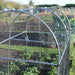 Domed Walk In Fruit/Vegetable Cage - 1.2m wide x 1.88m Height - Various Lengths and Netting - Chestnut Mill